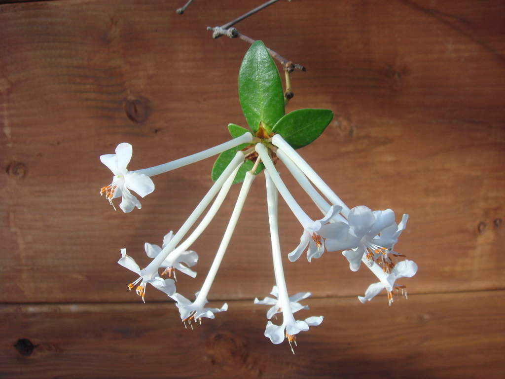 Rhododendron radians 1997/063