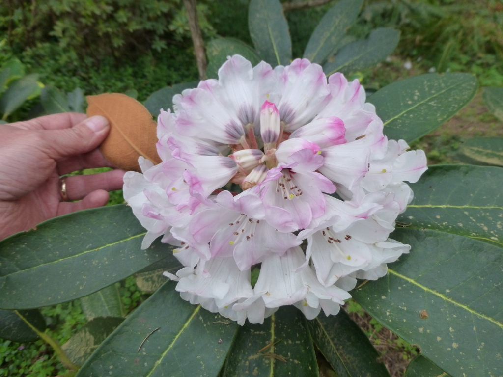 Rhododendron sanguineum sp. didymum DGEY#043 RSBG