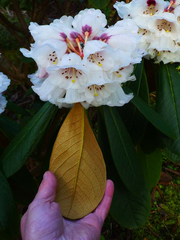 Rhododendron semibarbatum RSBG