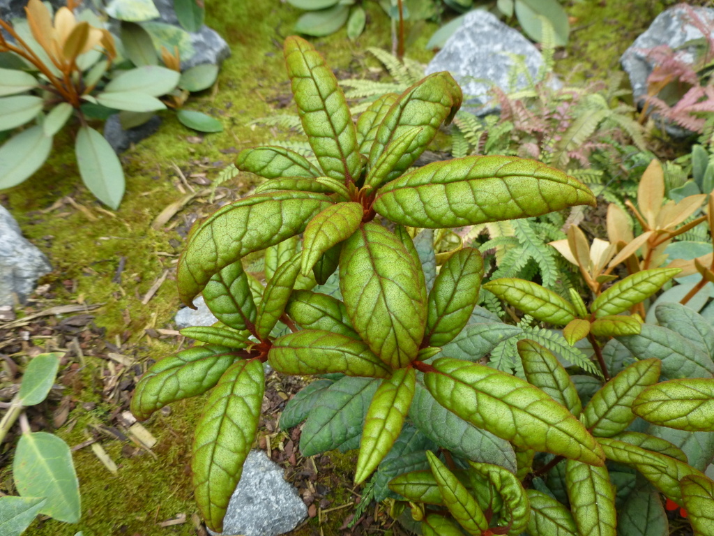 Rhododendron rugosum 1999/288