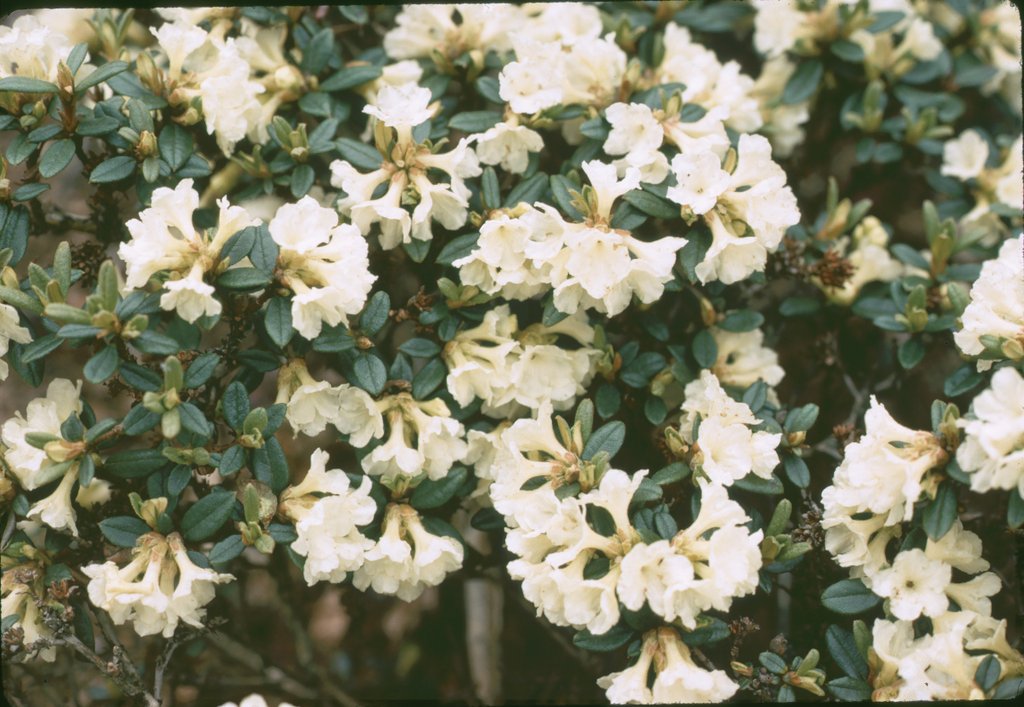 Rhododendron sargentianum 'Whitebait' 1974/104