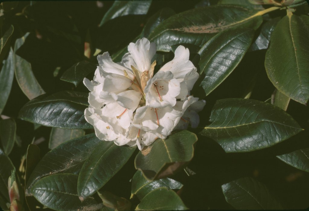 Rhododendron sphaeroblastum RSBG