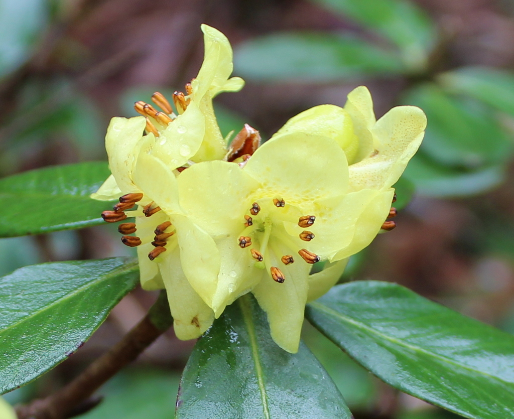Rhododendron sulfureum CCHH#8236 2000/113