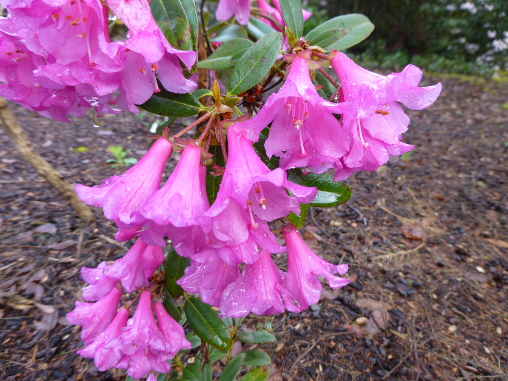 Rhododendron tephropeplum 1994/403