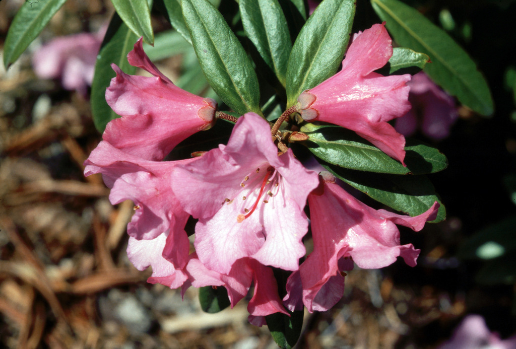 Rhododendron tephropeplum KR#9833 103sd2011
