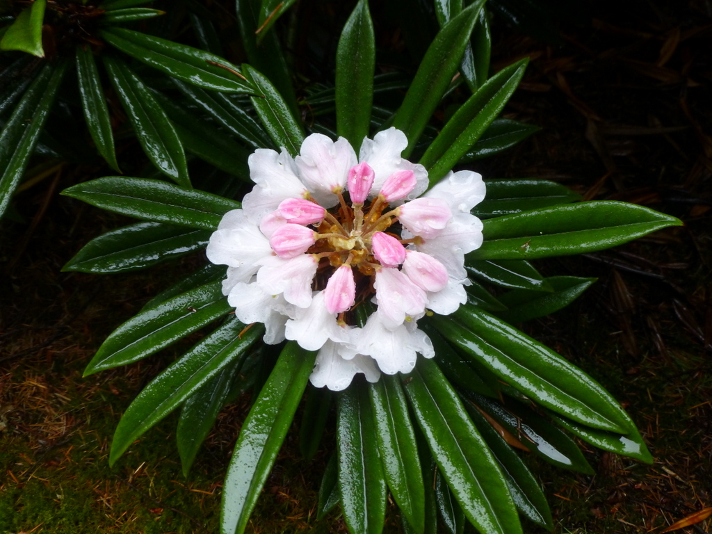 Rhododendron thayerianum 1966/605