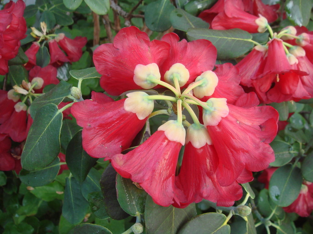 Rhododendron thomsonii ssp. thomsonii RSBG