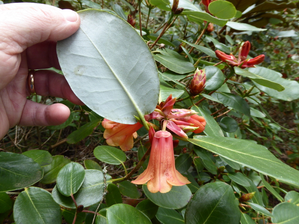 Rhododendron viscidifolium L&S#6567 1965/297