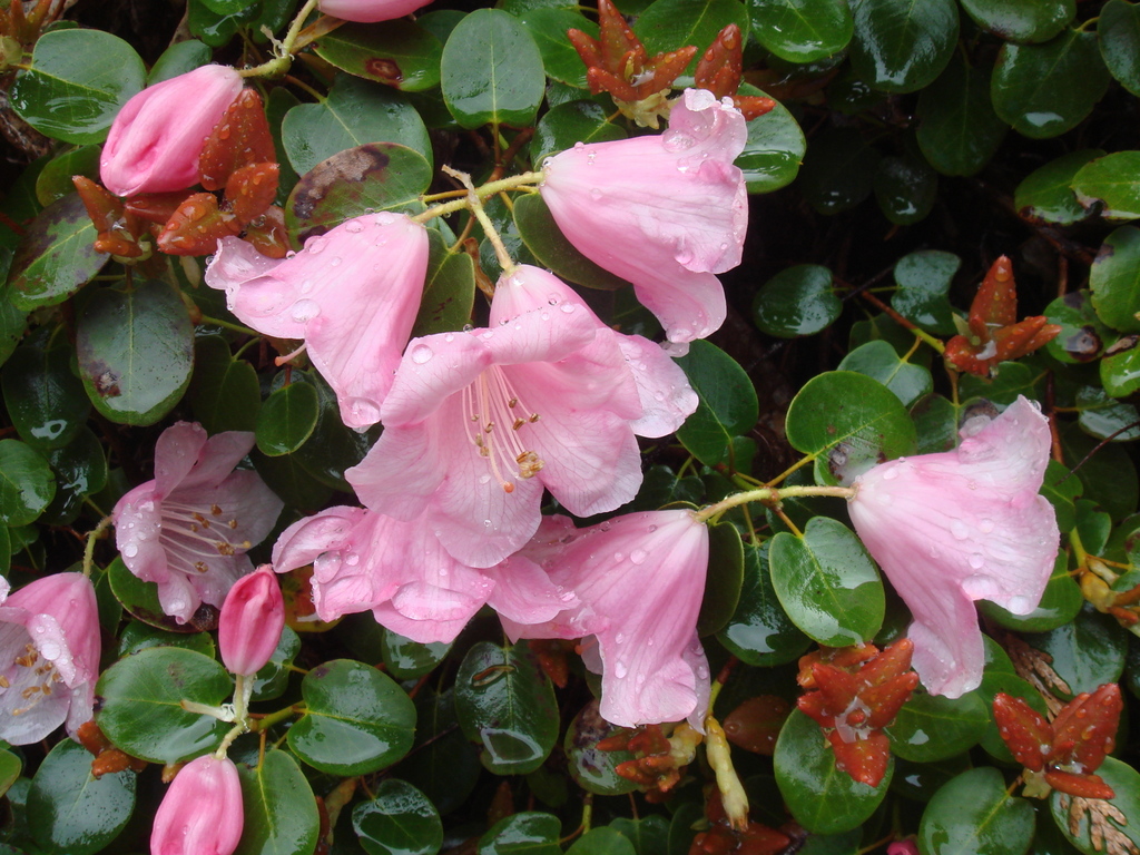 Rhododendron luteiflorum 1964/114
