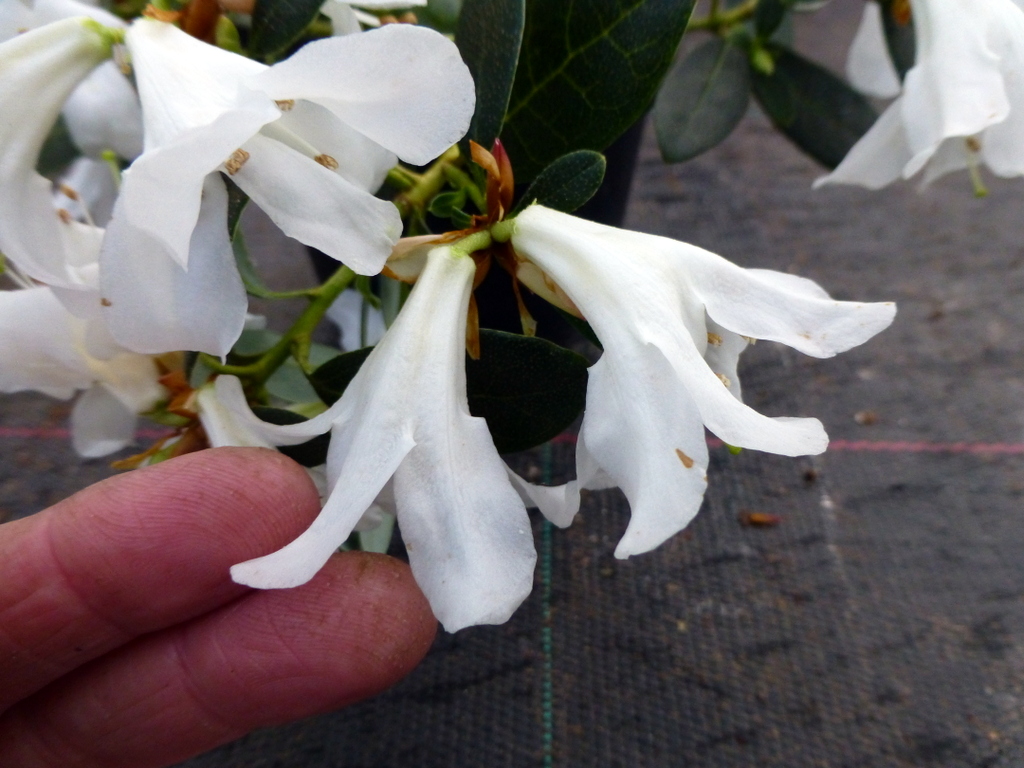 Rhododendron wumingense CGG#14150 195sd2010