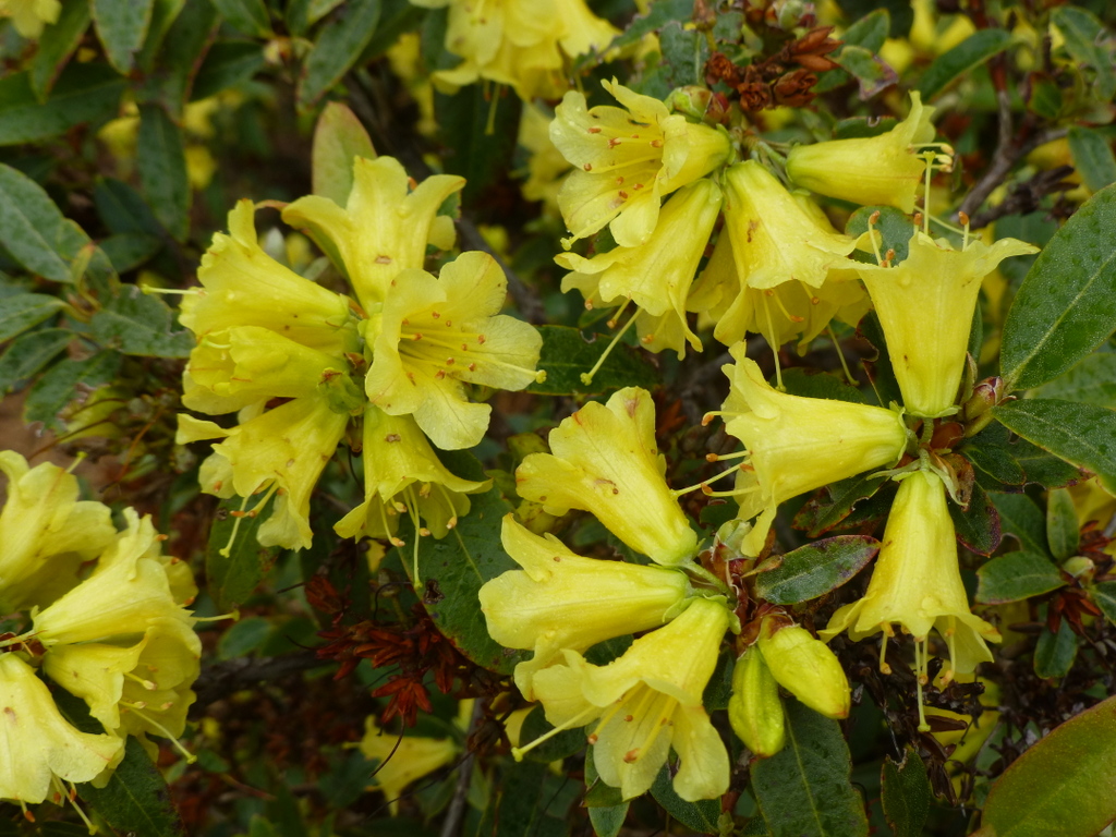 Rhododendron xanthostephanum JN#11069 222sd2012