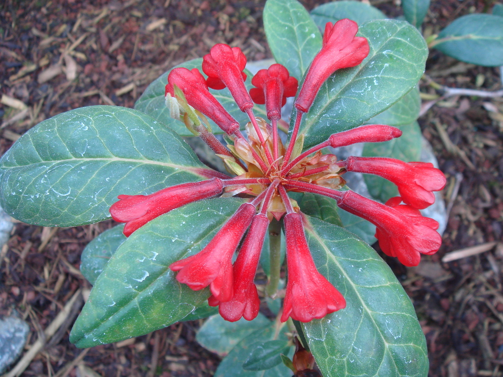 Rhododendron yongii RSBG