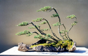Bonsai grove