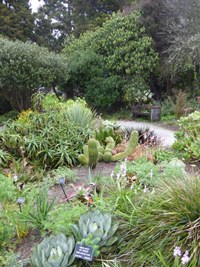Cactus and succulents growing with rhododendrons in the unique climate at MCBG.