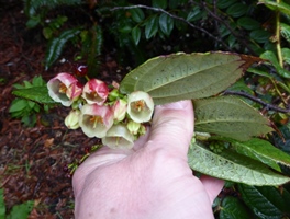 Gaultheria pseudonotabilis at MCBG320x200