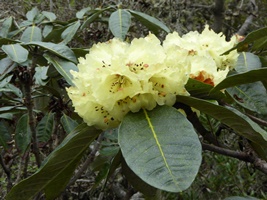 A common big-leaf hybrid at the MCBG (sinogrande x macabeanum).