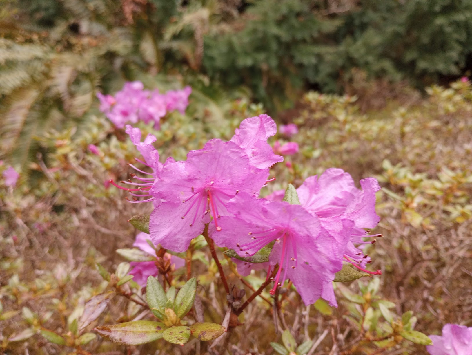 Rhododendron uniflorum 1966/586