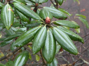 R. anhweiense
