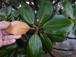 R. shanii