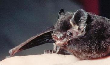bat