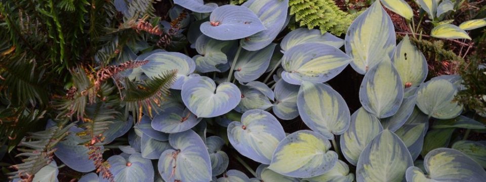 Variagated Hostas-1024