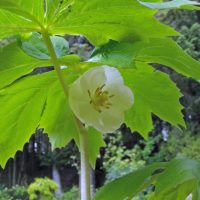 Podophyllum peltatum