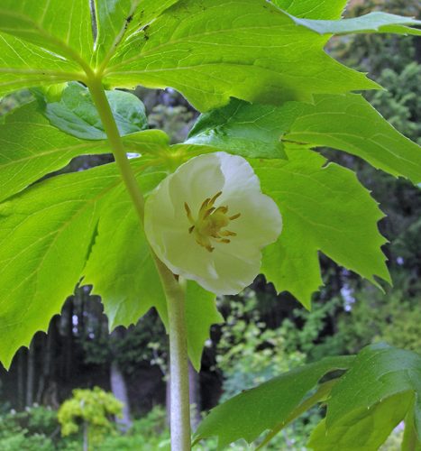 Podophyllum peltatum