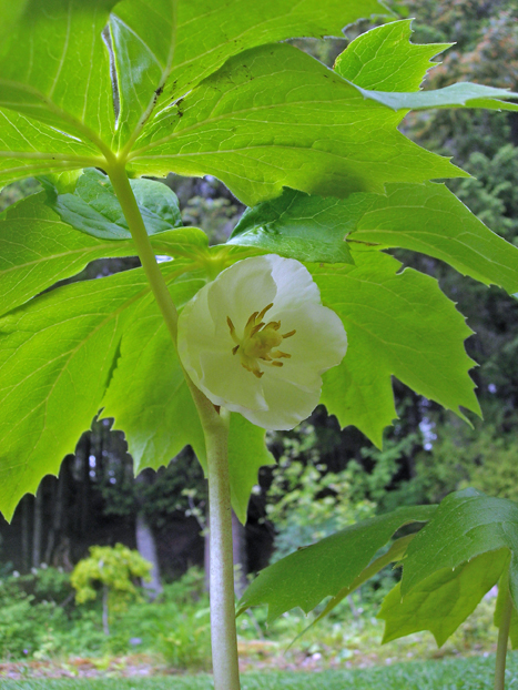 Podophyllum peltatum