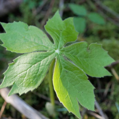 Podophyllum peltatum