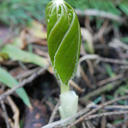 Podophyllum peltatum