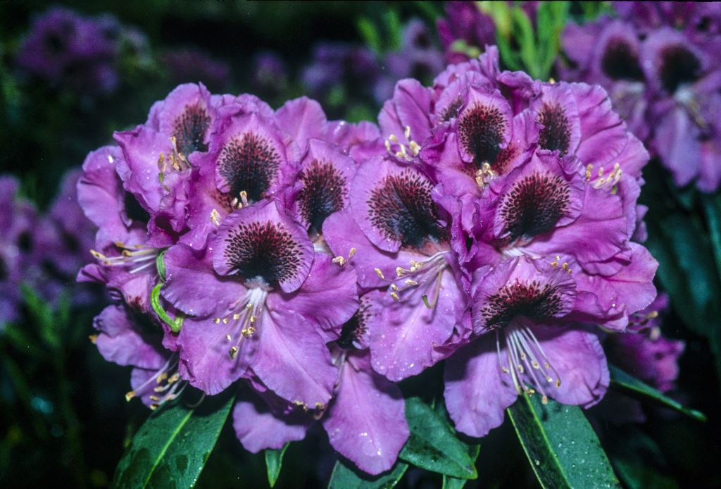 R. 'Abe Arnott'