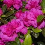 R. 'Anna Kehr'