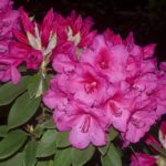 R. 'Anna Rose Whitney'