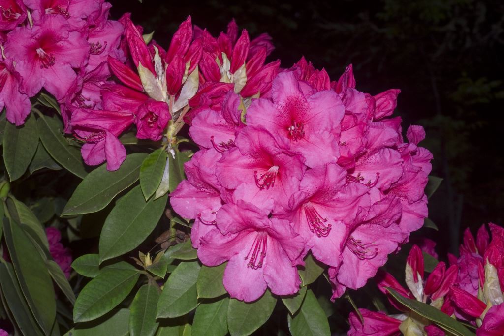 R. 'Anna Rose Whitney'