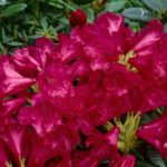 R. 'Belva's Joy'