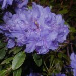 R. 'Blue Tit' 1