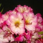 R. 'Bodacious' 1