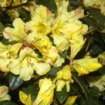 R. Burmanicum hybrid