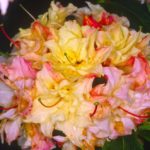 R. 'Cannon's Double'