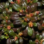 R. 'Cherry Drops' 1