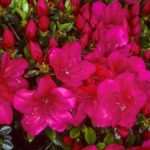 R. 'Cherry Drops' 2