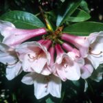 R. 'Cinncrass'