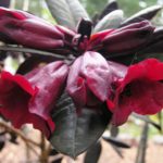 R. 'Everred' 2