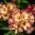 R. 'Fire Rim'