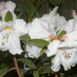 R. 'Fragrantissimum Improved'