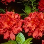 R. 'Gallipoli Red'