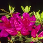 R. 'Girard's Fuchia'