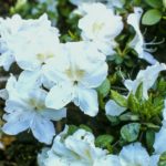 R. 'Helen Close'