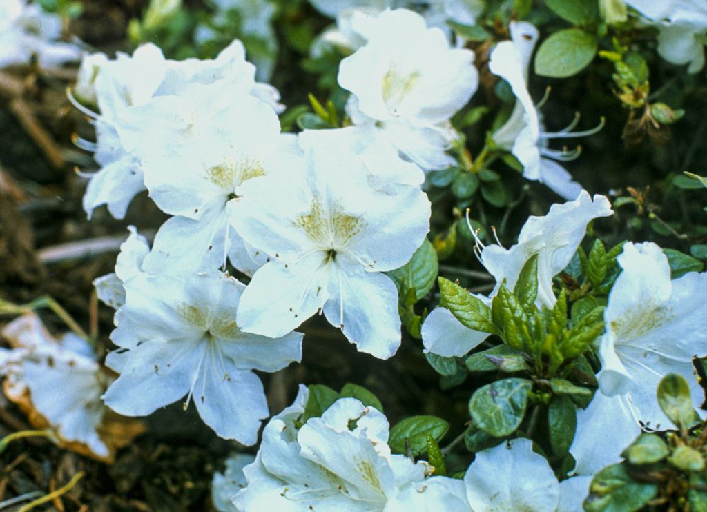 R. 'Helen Close'