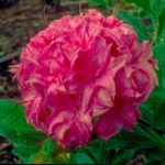 R. 'Homebush'
